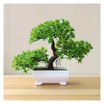 Mini bonsai fa PR610167