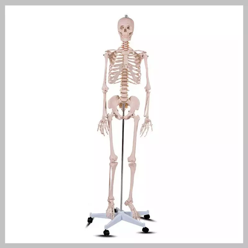 Anatómiai csontváz modell állvánnyal HOP1001167